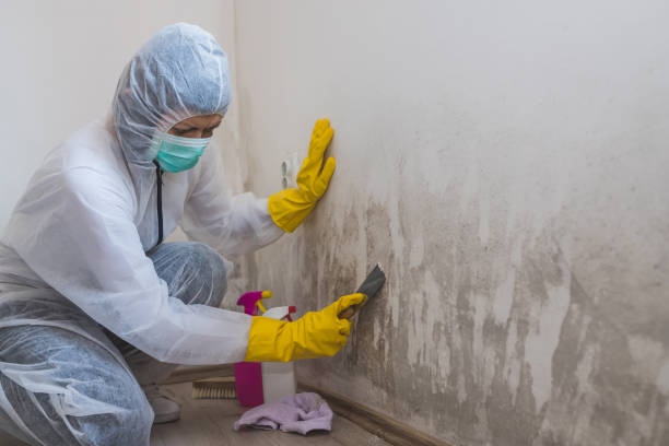 Best Residential Mold Remediation in Brewster, OH