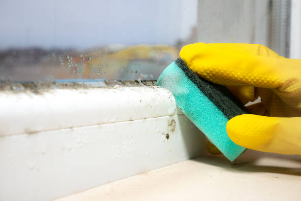 Best Industrial Mold Remediation in Brewster, OH