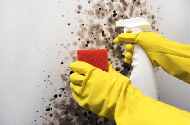 Best Attic Mold Remediation in Brewster, OH