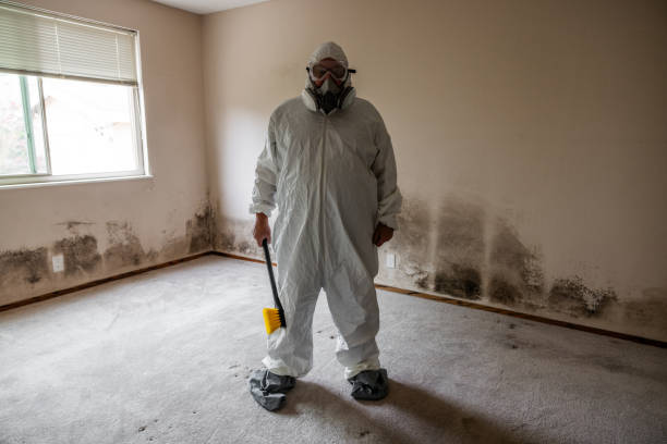 Best Attic Mold Remediation in Brewster, OH