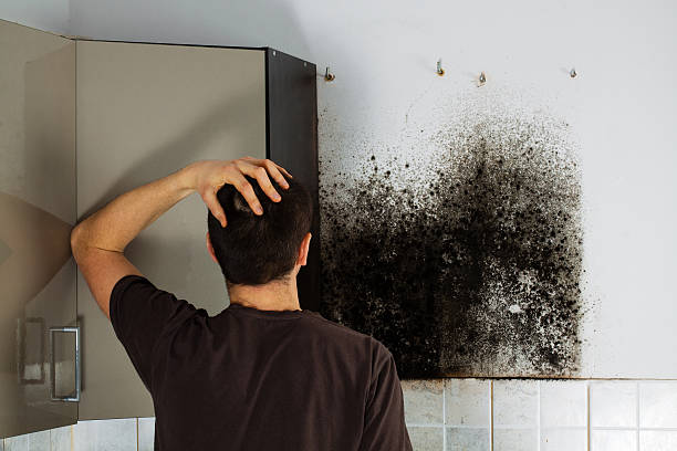 Best Preventive Mold Services in Brewster, OH