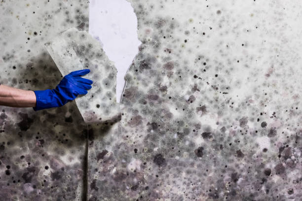 Best Crawl Space Mold Remediation in Brewster, OH