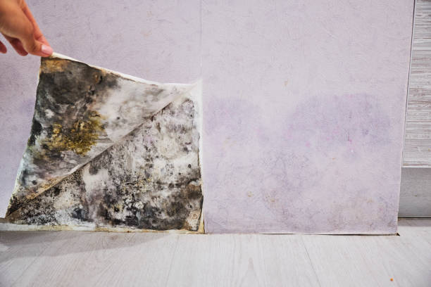 Best Localized Mold Remediation (e.g., coastal areas, humid climates) in Brewster, OH